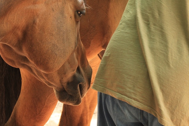 healing with horses