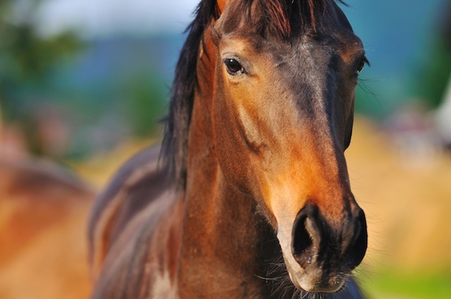 Healing with horses